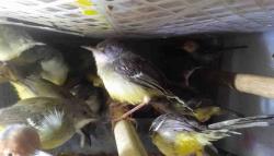 Modus Baru Penyelundupan Satwa, 172 Burung Tanpa Dokumen Digagalkan di Bakauheni