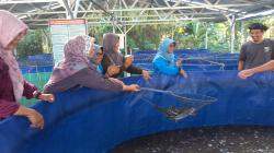 Warga Kunden, Blora Serbu Panen Lele Bioflok Milik KKMP