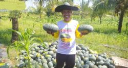 Panen Semangka Wanasalam, Bukti Potensi Hortikultura yang Menjanjikan