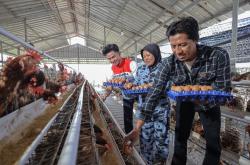 Telur Harapan dari Bojonegoro: Ketika Program WISMANDI Mengubah Arah Hidup Pemuda