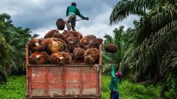 Harga TBS Sawit Sulbar Juni 2026 Resmi Naik, Tertinggi Rp3.155/Kg