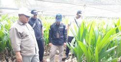 BRMP Jabar Pantau Pembibitan Kelapa 2 Hektare di Sindangbarang, Disiapkan Jadi Sentra Bibit Unggul