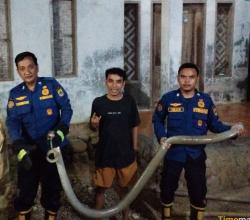Heboh! King Cobra 5 Meter Masuk Permukiman Warga, Evakuasi Berlangsung Dramatis