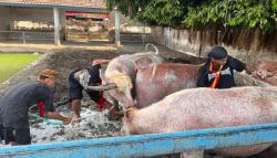Kerbau Bule Keraton Surakarta Siap Ikut Kirab Malam 1 Suro, Sesuai Dawuh PB XIV Hangabehi