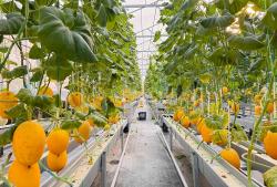 Dari Pekarangan Rumah ke Kebun Wisata, Kisah Sukses Melon Hidroponik di Sumberrejo Bojonegoro