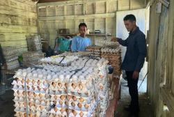 Kelompok Peternak GAYATRI Bojonegoro Kembangkan Sistem Barter Telur dengan Pakan Ternak