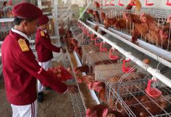 Keren! Sekolah Rakyat Ponorogo Punya Peternakan Ayam Petelur, Dipanen Siswa Sendiri