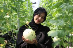 Rasakan Sensasi Petik Melon Langsung dari Kebun