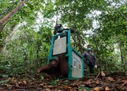 5 Orangutan Hasil Rehabilitasi Hingga 22 Tahun Dilepasliarkan ke Hutan Lindung Bukit Raya Katingan