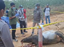 Diduga Ditabrak Kendaraan, Tapir Ditemukan Mati di Jalan Koridor