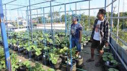 Dari Atap Rumah ke Pundi Rupiah, Kisah Sukses Petani Melon Hidroponik di Lamongan
