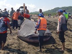 Hiu Tutul Sepanjang 6 Meter Mati Terdampar di Pantai Cemara Sewu Cilacap