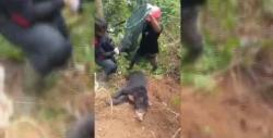 Beruang Madu Betina Terjerat Perangkap Babi, Ditemukan Dekat Permukiman