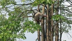 Tersengat Listrik Saat Pangkas Pohon, Pria di Gatak Terpental dan Tersangkut di Dahan