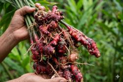 Bukan Jahe Merah Biasa! Rempah Sakti Asli Indonesia Ini Siap Geser Popularitas Ginseng Korea
