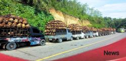 Antrean Sawit Mengular di PT MAS, Sopir Rela Tunggu Berhari-hari