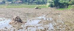 Sindangbarang Siaga Satu Kemarau: Strategi Mitigasi Diperketat, Produksi Pangan Ogah Drop!
