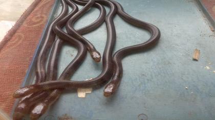 Leykoreya bilan jinsiy aloqa