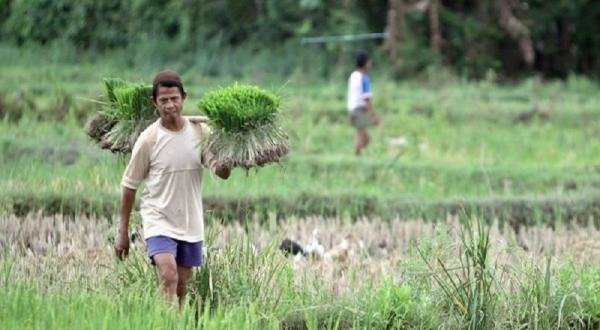 Potensi Lahan Rawa Pasang Surut dan Lebak 5,12 Juta Hektare