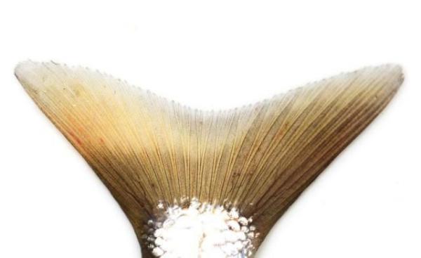 Bayi di India Terlahir Mirip Putri Duyung