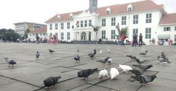 Pemandangan Burung Merpati di Kota Tua, seperti Wisata di Luar Negeri