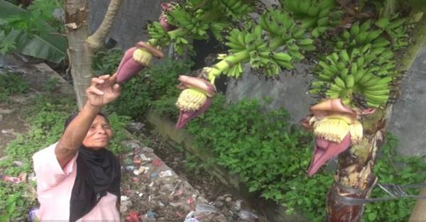 Unik Pohon Pisang Di Jombang Ini Punya Empat Tandan