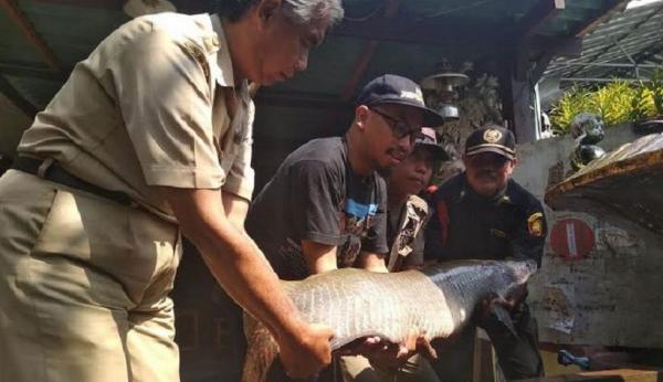 Nelayan Tangkap Ikan Arapaima Gigas Seberat 30 Kg di Kali 