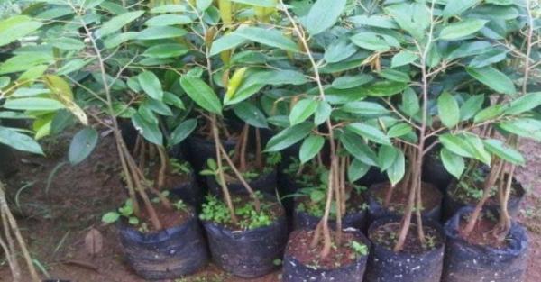 Urban Farming Jadi Tren di DKI Jakarta selama Pandemi Corona