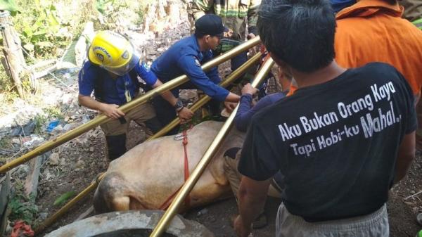 Sapi Kurban di Bandung Mengamuk Kejar Anak Kecil, Lalu Masuk ke Sumur