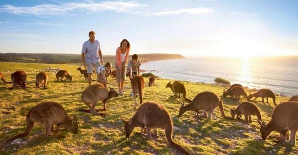 Pesona Pulau Kanguru Di Australia, Tersembunyi Di Pantai Terliar Dunia