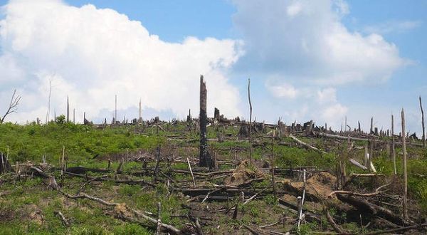 Konversi Hutan Harus Pertimbangkan Dampak ke Perekonomian