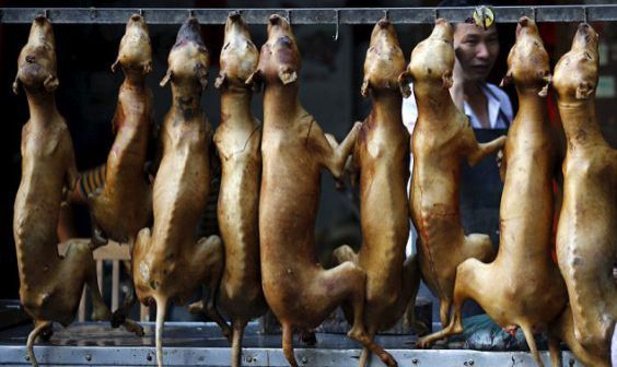 Pemerintah Vietnam Minta Warganya Stop Makan Daging Anjing Dan Kucing
