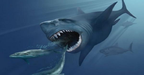 5 Fakta Unik Hiu Megalodon, Punya Gigi Besar dan Cepat