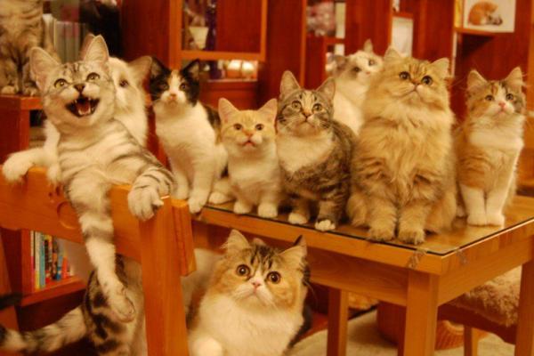 Pelihara 40 Kucing di  Apartemen  Kakak Adik di  Jepang Diadili