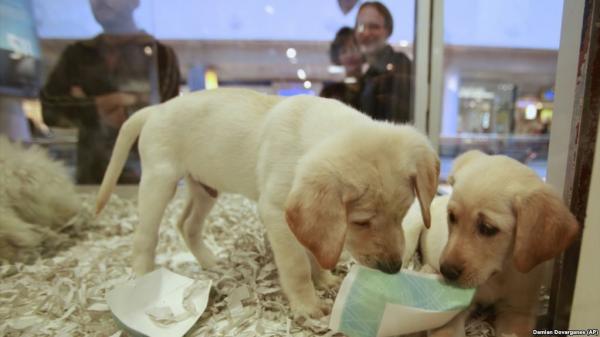  Inggris  Larang Toko Hewan  Peliharaan  Jual Anak Anjing dan 