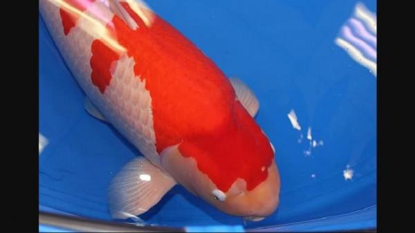 Fantastis Ikan  Koi  Carp di Jepang Ini Terjual Rp27 8 Miliar