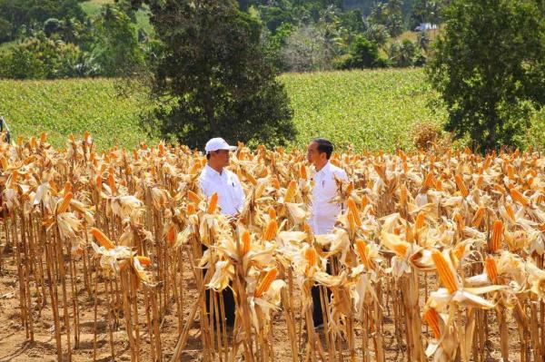 Panen Jagung  di  Gorontalo Jokowi Bangga Produksi  Naik dan 