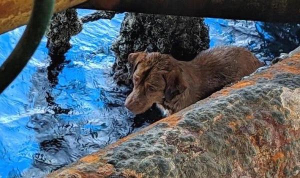 Anjing Ini Ditemukan Berenang di Laut 220 Km dari Pantai