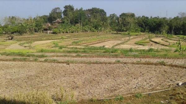 Kekeringan Landa Gunungkidul, 1.927 Hektare Lahan Padi Terancam Gagal Panen