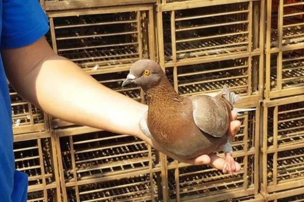 Burung merpati Jayabaya seharga Rp1 miliar yang dibeli Robby Eka Wijaya. (Foto: SINDO/R Ratna Purnama)