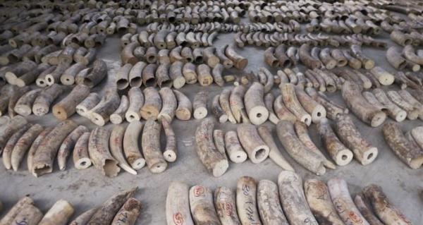 6 Ton Bagian Tubuh Hewan Terancam Punah Disita Petugas, Diduga Kiriman dari Afrika