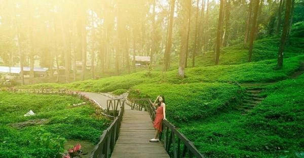 Inspirasi Wisata Di Banyumas, Asyiknya Ke Hutan Pinus Limpakuwus Yang ...