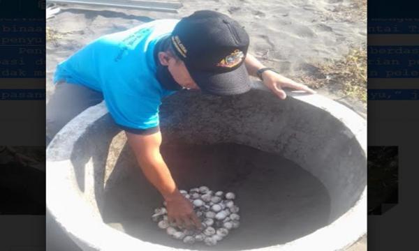 Telur Penyu Curian Masih Dijual Bebas di Kulonprogo, Ini Penyebabnya