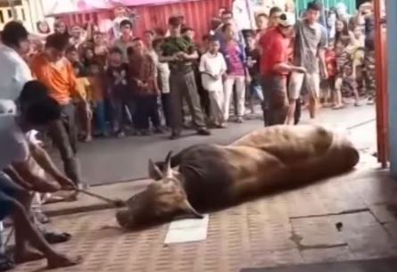 Video Sapi Kurban di Sawah Besar Ngamuk, 2 Orang Terluka