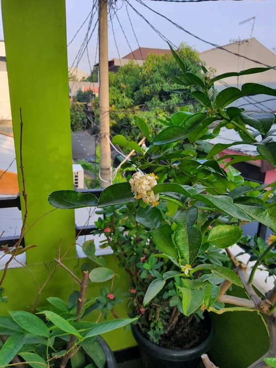 Hasil kamera belakang dengan mode live focus