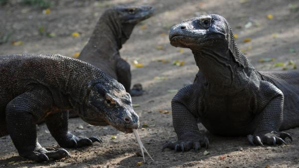 Viral Foto Komodo Lewati Truk Btnk Tutup Pulau Rinca Hingga Juni 2021 0121