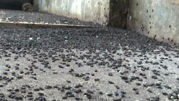 Serangga lembing hitam menyerbu rumah-rumah warga di kawasan perkebunan karet di Kabupaten Purwakarta, Jawa Barat, Rabu (18/12/2019). (Foto: iNews/Irwan)