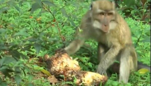 Puluhan Monyet Ekor Panjang Keluar Hutan dan Curi Makanan 