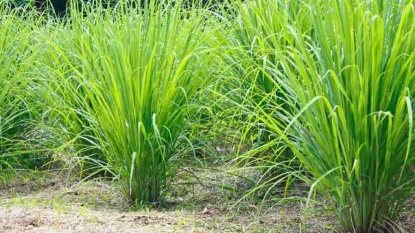 Kaya Manfaat, Tanaman Serai Bisa Jadi Penangkal Ular Kobra