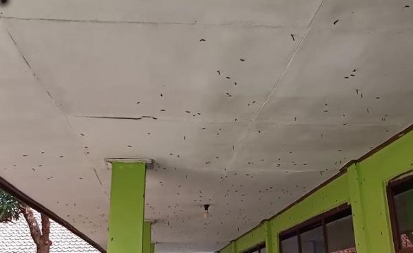 Ulat bulu di Cirebon, Senin (23/12/2019). (Foto: iNews/ Iskandar)